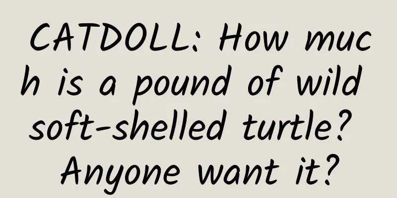 CATDOLL: How much is a pound of wild soft-shelled turtle? Anyone want it?