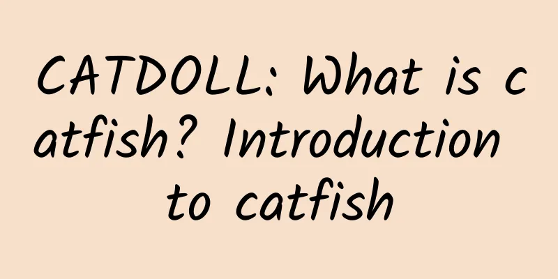 CATDOLL: What is catfish? Introduction to catfish