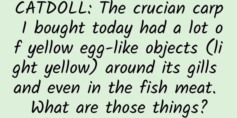 CATDOLL: The crucian carp I bought today had a lot of yellow egg-like objects (light yellow) around its gills and even in the fish meat. What are those things?