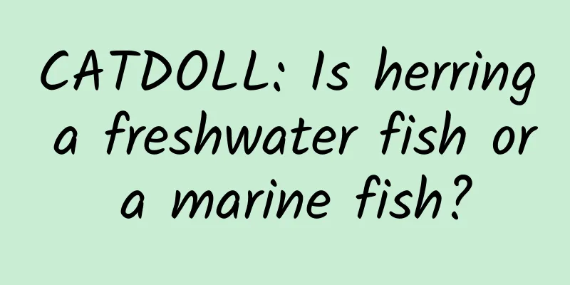 CATDOLL: Is herring a freshwater fish or a marine fish?