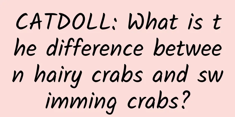 CATDOLL: What is the difference between hairy crabs and swimming crabs?