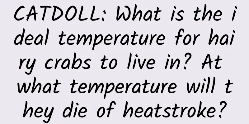 CATDOLL: What is the ideal temperature for hairy crabs to live in? At what temperature will they die of heatstroke?