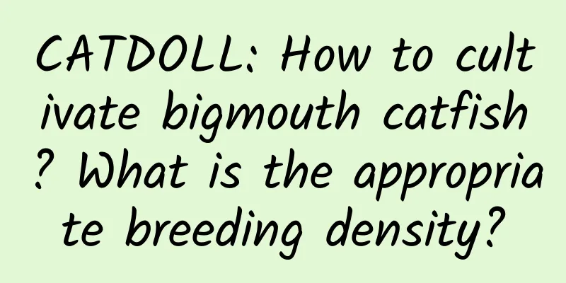 CATDOLL: How to cultivate bigmouth catfish? What is the appropriate breeding density?