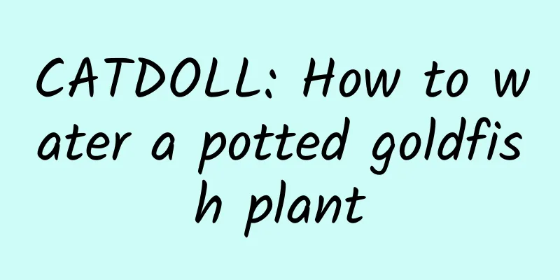 CATDOLL: How to water a potted goldfish plant