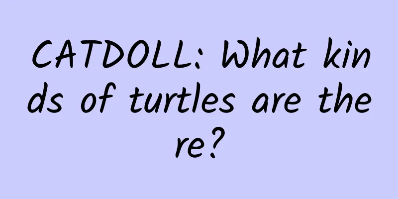 CATDOLL: What kinds of turtles are there?