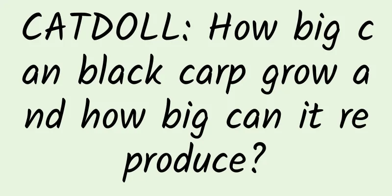 CATDOLL: How big can black carp grow and how big can it reproduce?