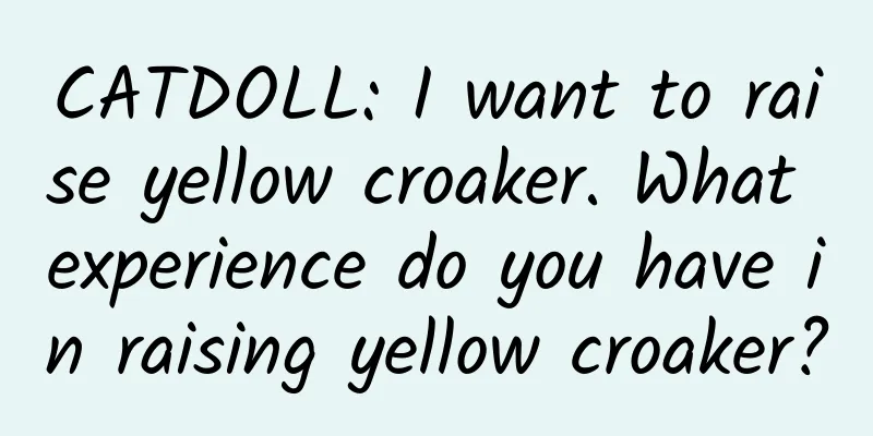CATDOLL: I want to raise yellow croaker. What experience do you have in raising yellow croaker?