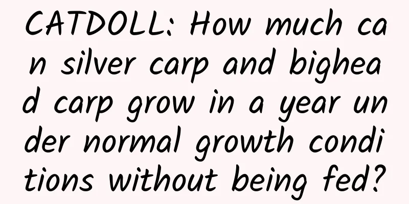 CATDOLL: How much can silver carp and bighead carp grow in a year under normal growth conditions without being fed?