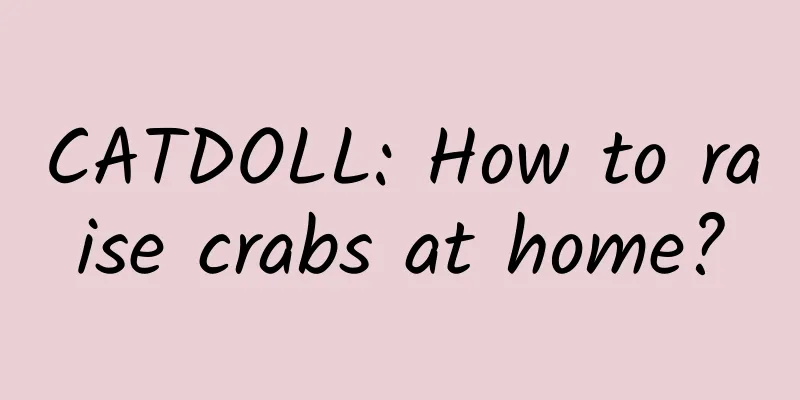 CATDOLL: How to raise crabs at home?