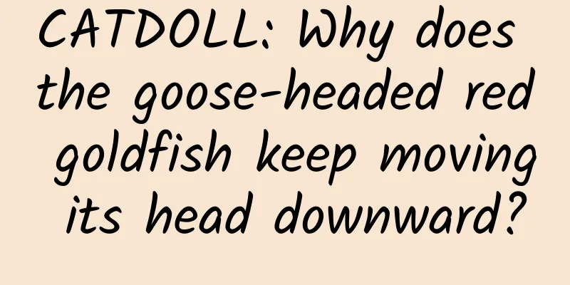 CATDOLL: Why does the goose-headed red goldfish keep moving its head downward?
