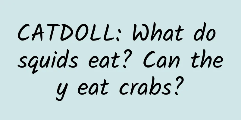 CATDOLL: What do squids eat? Can they eat crabs?