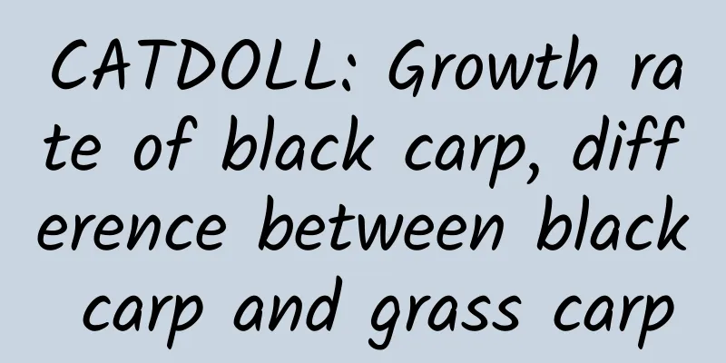 CATDOLL: Growth rate of black carp, difference between black carp and grass carp