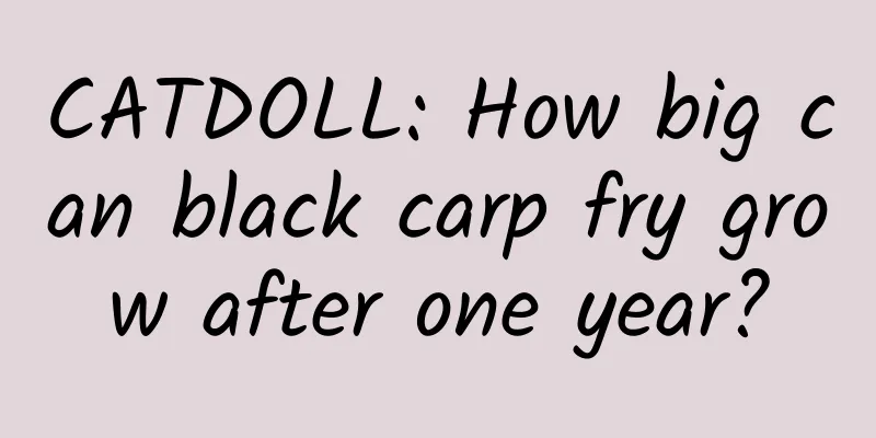 CATDOLL: How big can black carp fry grow after one year?