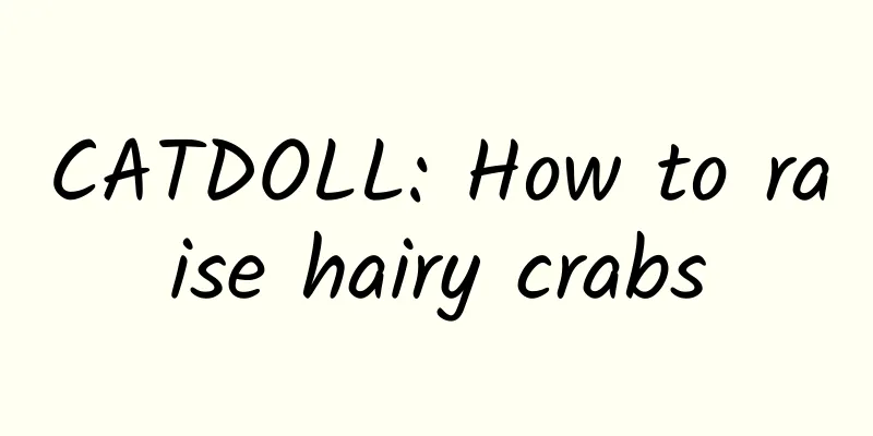 CATDOLL: How to raise hairy crabs
