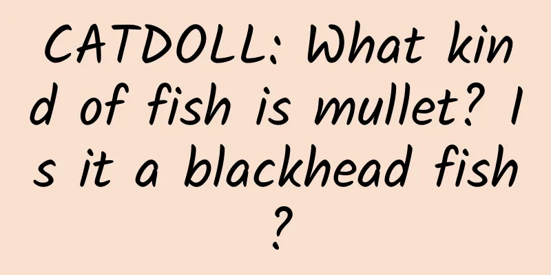 CATDOLL: What kind of fish is mullet? Is it a blackhead fish?