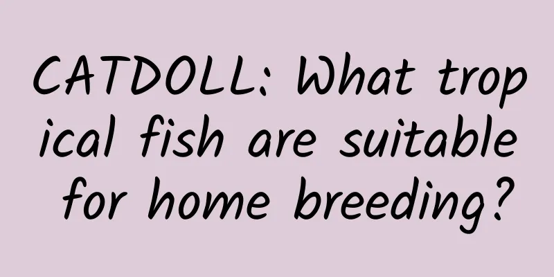 CATDOLL: What tropical fish are suitable for home breeding?