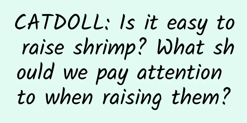 CATDOLL: Is it easy to raise shrimp? What should we pay attention to when raising them?