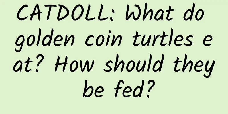 CATDOLL: What do golden coin turtles eat? How should they be fed?