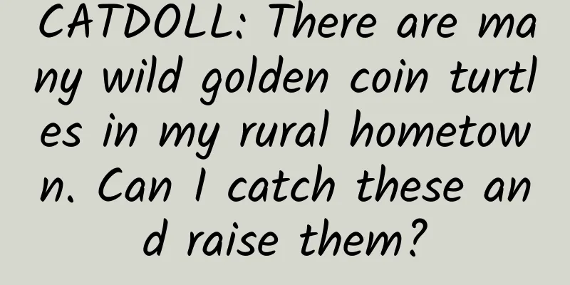 CATDOLL: There are many wild golden coin turtles in my rural hometown. Can I catch these and raise them?