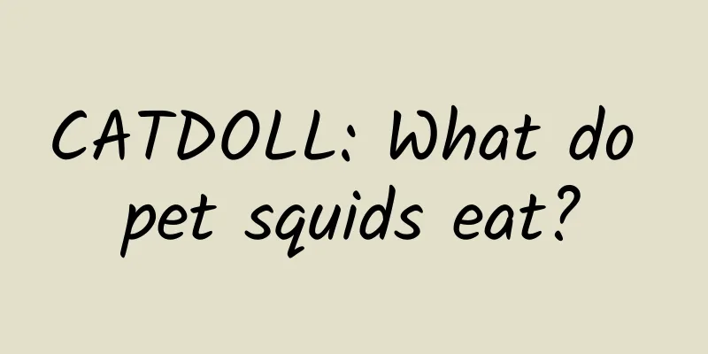 CATDOLL: What do pet squids eat?