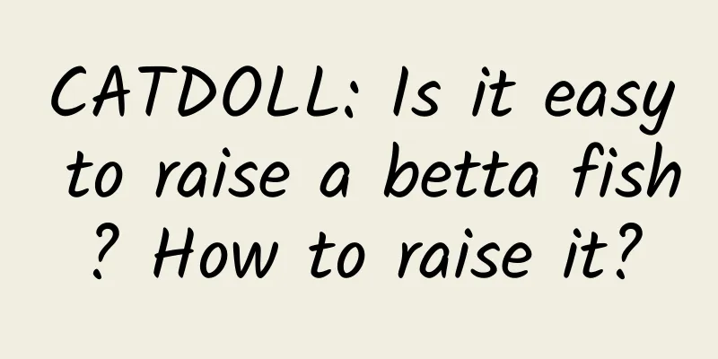 CATDOLL: Is it easy to raise a betta fish? How to raise it?