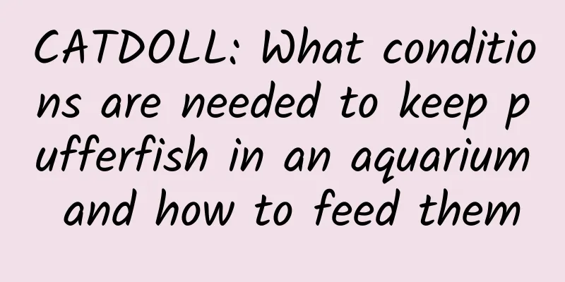 CATDOLL: What conditions are needed to keep pufferfish in an aquarium and how to feed them