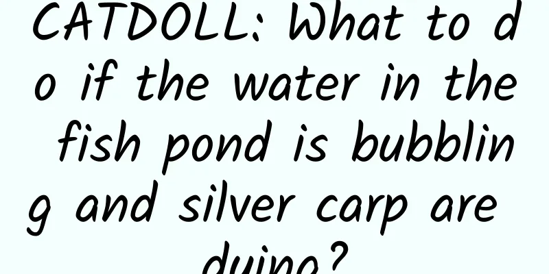 CATDOLL: What to do if the water in the fish pond is bubbling and silver carp are dying?