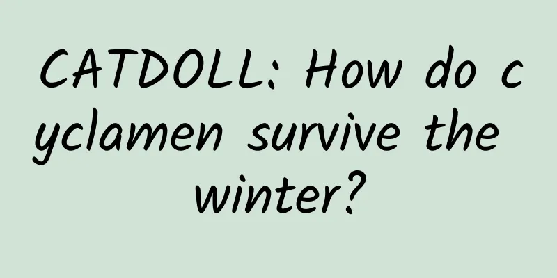 CATDOLL: How do cyclamen survive the winter?