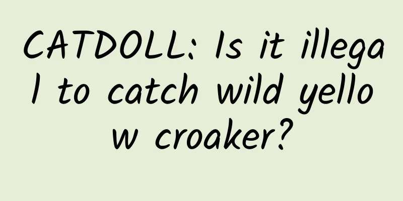 CATDOLL: Is it illegal to catch wild yellow croaker?