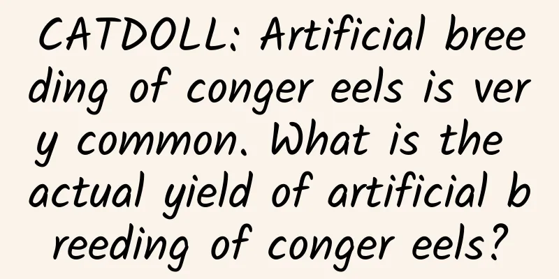 CATDOLL: Artificial breeding of conger eels is very common. What is the actual yield of artificial breeding of conger eels?