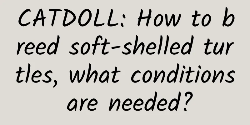 CATDOLL: How to breed soft-shelled turtles, what conditions are needed?