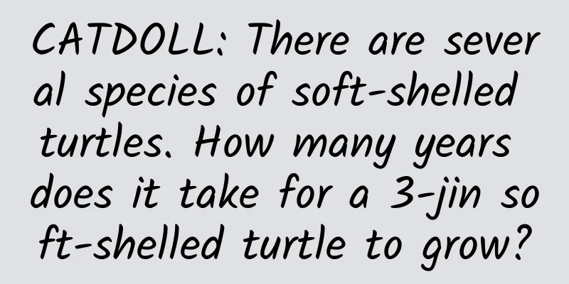 CATDOLL: There are several species of soft-shelled turtles. How many years does it take for a 3-jin soft-shelled turtle to grow?