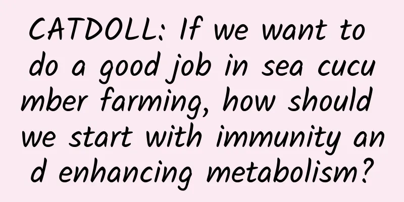 CATDOLL: If we want to do a good job in sea cucumber farming, how should we start with immunity and enhancing metabolism?