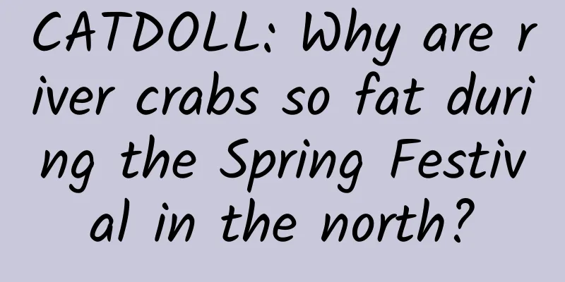 CATDOLL: Why are river crabs so fat during the Spring Festival in the north?
