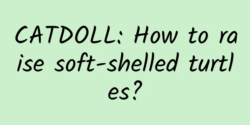 CATDOLL: How to raise soft-shelled turtles?
