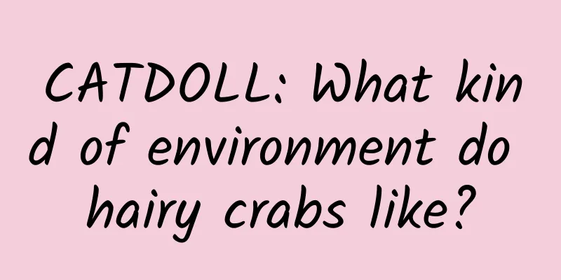 CATDOLL: What kind of environment do hairy crabs like?