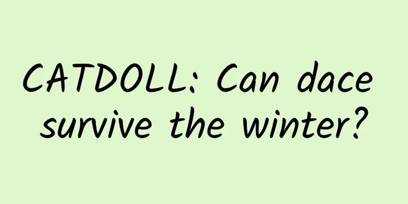 CATDOLL: Can dace survive the winter?