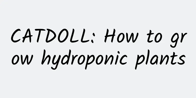 CATDOLL: How to grow hydroponic plants