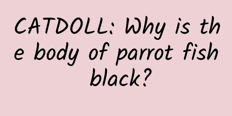 CATDOLL: Why is the body of parrot fish black?