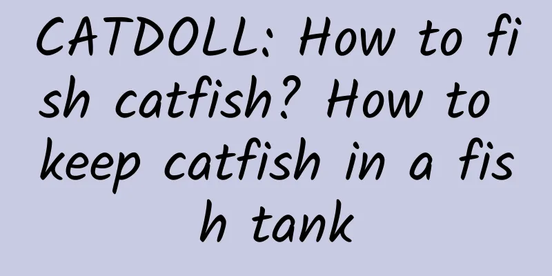 CATDOLL: How to fish catfish? How to keep catfish in a fish tank