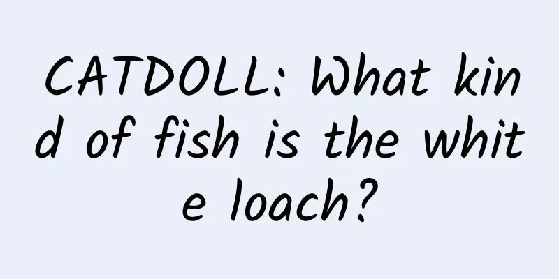 CATDOLL: What kind of fish is the white loach?