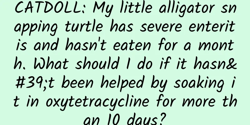 CATDOLL: My little alligator snapping turtle has severe enteritis and hasn't eaten for a month. What should I do if it hasn't been helped by soaking it in oxytetracycline for more than 10 days?