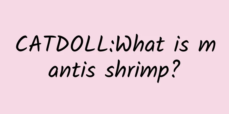 CATDOLL:What is mantis shrimp?