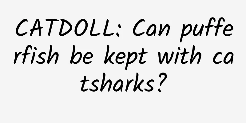 CATDOLL: Can pufferfish be kept with catsharks?