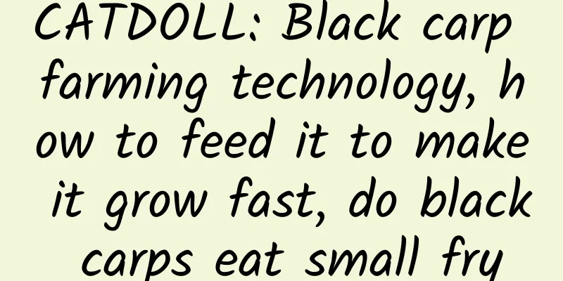 CATDOLL: Black carp farming technology, how to feed it to make it grow fast, do black carps eat small fry