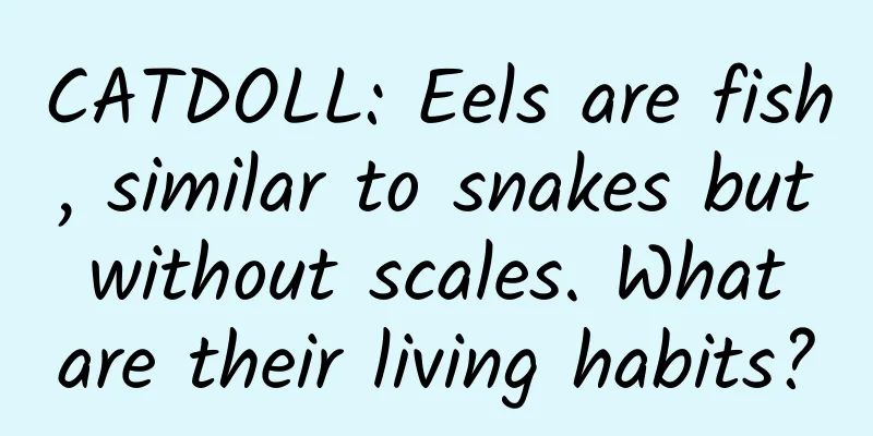 CATDOLL: Eels are fish, similar to snakes but without scales. What are their living habits?