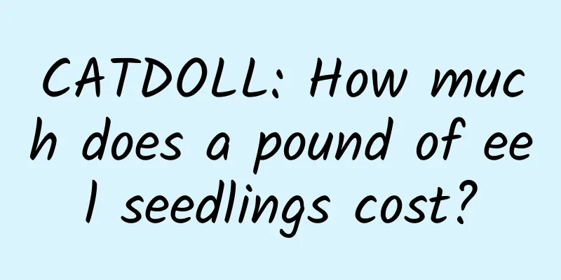 CATDOLL: How much does a pound of eel seedlings cost?