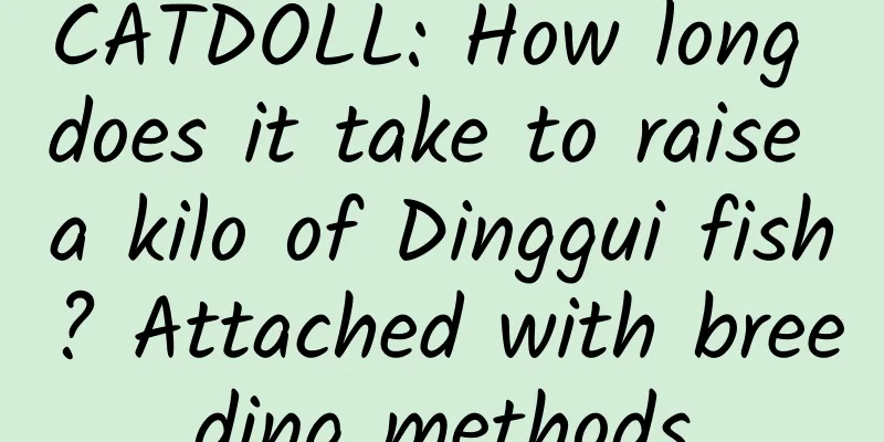 CATDOLL: How long does it take to raise a kilo of Dinggui fish? Attached with breeding methods