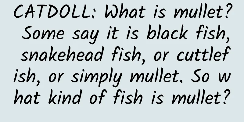 CATDOLL: What is mullet? Some say it is black fish, snakehead fish, or cuttlefish, or simply mullet. So what kind of fish is mullet?
