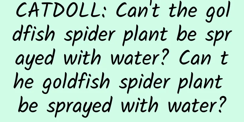 CATDOLL: Can't the goldfish spider plant be sprayed with water? Can the goldfish spider plant be sprayed with water?